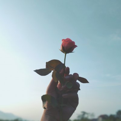 Bông hồng tặng ai