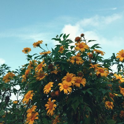 Tôi thấy hoa vàng dưới trời xanh